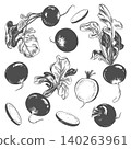 Large set of radish sketches. Vector illustration of the vegetable in an engraving style. Whole and sliced radishes lying on a table. Hand drawn, imitating etching. Line drawing with ink. 140263961