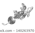 A sketch of a radish lying on a table. Vector illustration of the vegetable in an engraving style. The whole root with leaves is depicted on a white background. Hand-drawn, imitating etching. 140263970
