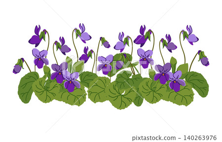 Sweet Viola odorata. Vector illustration. Plant, leaves, and purple flowers. Bush with blooming violet. Cosmetic, perfume, and medicinal plants. Hand drawn violet Pansy. 140263976