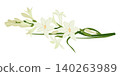 Vector image of tuberose, a medicinal, perfume, and cosmetic plant. A branch with white flowers lies on a table. Use it in printed materials, signs, posters, postcards, and packaging. Flat style. 140263989