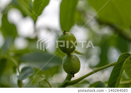 Unripe green walnut fruits on branch with textured spherical shells Unripe green walnut fruits on branch with textured spherical shells 140264085
