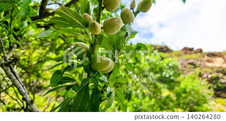 Green unripe almonds growing on a tree branch surrounded by lush green leaves in a natural outdoor setting during daylight. High quality photo Green unripe almonds growing on a tree branch surrounded by lush green leaves in a natural outdoor setting during daylight. High quality photo 140264280