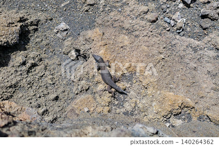 Small lizard resting on rocky terrain with textured surface and scattered pebbles under bright sunlight in a natural outdoor environment. High quality photo Small lizard resting on rocky terrain with textured surface and scattered pebbles under bright sunlight in a natural outdoor environment. High quality photo 140264362