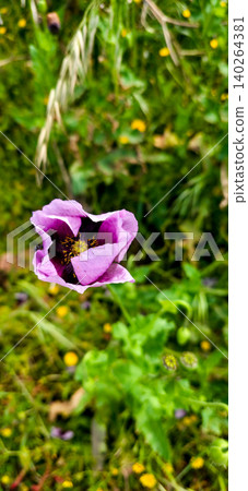 Purple poppies with delicate petals and green foliage surrounded by grass and small yellow flowers in a natural outdoor setting. High quality photo Purple poppies with delicate petals and green foliage surrounded by grass and small yellow flowers in a natural outdoor setting. High quality photo 140264381
