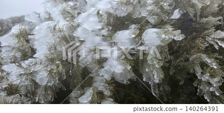 Ice-covered evergreen branches with a thick layer of frost, showcasing intricate ice formations and green needles after the rain in the frost and wind. High quality photo Ice-covered evergreen branches with a thick layer of frost, showcasing intricate ice formations and green needles after the rain in the frost and wind. High quality photo 140264391