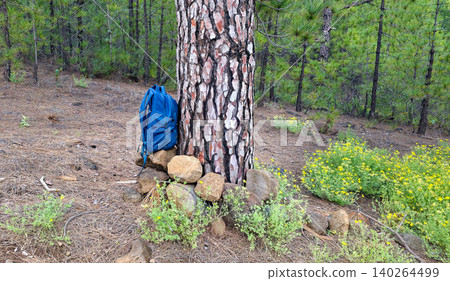 Blue backpack resting against a large pine tree surrounded by rocks and wildflowers in a forested area with green foliage and pine needles on the ground. High quality photo Blue backpack resting against a large pine tree surrounded by rocks and wildflowers in a forested area with green foliage and pine needles on the ground. High quality photo 140264499