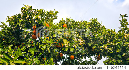 Orange tree branches laden with ripe oranges and white blossoms under a bright sky, showcasing lush green leaves in a vibrant agricultural setting. High quality photo Orange tree branches laden with ripe oranges and white blossoms under a bright sky, showcasing lush green leaves in a vibrant agricultural setting. High quality photo 140264514
