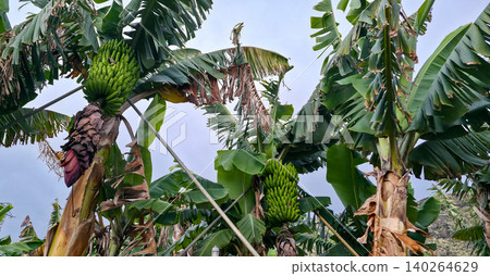 Lush green banana plantation with dense foliage, showcasing agricultural landscape in a tropical region. High quality photo Lush green banana plantation with dense foliage, showcasing agricultural landscape in a tropical region. High quality photo 140264629