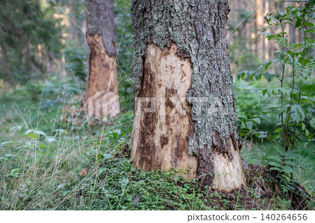 Drying pine tree trunks with destroyed bark spots at the bottom showing aftermath after bugs attack 140264656