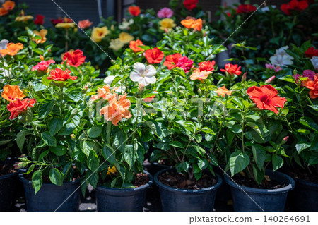 Potted tropical hibiscus (Hibiscus rosa-sinensis) seedlings on display selling at flower market Potted tropical hibiscus (Hibiscus rosa-sinensis) seedlings on display selling at flower market 140264691