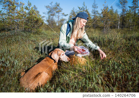 Relaxed woman hiker gathering wild cranberries in container while kneeling on ground at marshland Relaxed woman hiker gathering wild cranberries in container while kneeling on ground at marshland 140264706