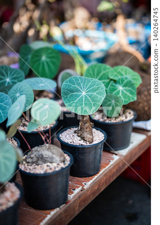Variety of Stephania erecta plant seedlings growing in pots selling at local flower shop in Bangkok Variety of Stephania erecta plant seedlings growing in pots selling at local flower shop in Bangkok 140264745