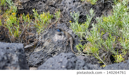 Lizard with blue markings resting on dark volcanic rocks surrounded by green shrubs in a natural outdoor habitat. High quality photo Lizard with blue markings resting on dark volcanic rocks surrounded by green shrubs in a natural outdoor habitat. High quality photo 140264761