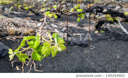 Green vine leaves emerging from volcanic soil beside a pile of black and yellow volcanic rocks in a rugged landscape. High quality photo Green vine leaves emerging from volcanic soil beside a pile of black and yellow volcanic rocks in a rugged landscape. High quality photo 140264802
