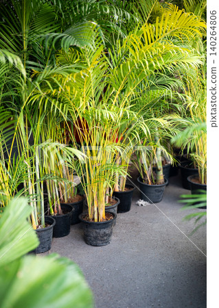Group of lush potted Areca Palms on display selling at vendor pavilion at local plants market Group of lush potted Areca Palms on display selling at vendor pavilion at local plants market 140264806
