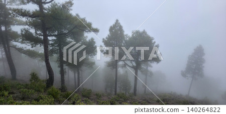 Pine trees shrouded in fog on a hillside, with lush green undergrowth and a misty atmosphere creating a serene natural landscape in a forested area. High quality photo Pine trees shrouded in fog on a hillside, with lush green undergrowth and a misty atmosphere creating a serene natural landscape in a forested area. High quality photo 140264822