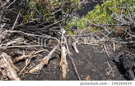 Lizard camouflaged among dry branches and green vegetation on volcanic soil in a natural habitat, showcasing the intricate details of the ecosystem. High quality photo Lizard camouflaged among dry branches and green vegetation on volcanic soil in a natural habitat, showcasing the intricate details of the ecosystem. High quality photo 140264834