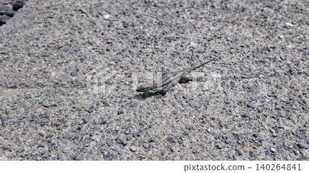 Small lizard with patterned skin crawls on textured concrete surface, showcasing its detailed features and natural habitat in a sunny outdoor environment. High quality photo 140264841