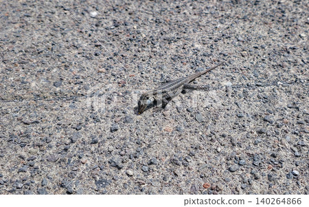 Small lizard with patterned skin crawls on textured concrete surface, showcasing its detailed features and natural habitat in a sunny outdoor environment. High quality photo Small lizard with patterned skin crawls on textured concrete surface, showcasing its detailed features and natural habitat in a sunny outdoor environment. High quality photo 140264866