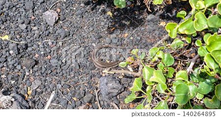 Lizard camouflaged among dry branches and green vegetation on volcanic soil in a natural habitat, showcasing the intricate details of the ecosystem. High quality photo Lizard camouflaged among dry branches and green vegetation on volcanic soil in a natural habitat, showcasing the intricate details of the ecosystem. High quality photo 140264895