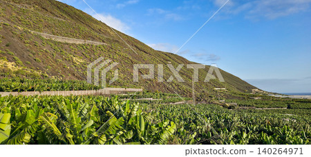 Lush green banana plantation on terraced hillside with volcanic soil and blue sky in the background, showcasing agricultural landscape in a tropical region. High quality photo 140264971