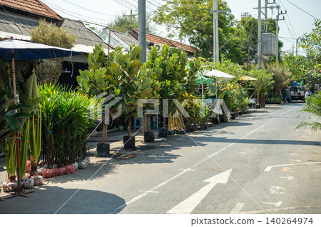 Street between pavilions at Chatuchak plant market in Bangkok with various exotic plants on sale Street between pavilions at Chatuchak plant market in Bangkok with various exotic plants on sale 140264974