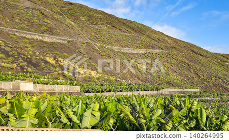Lush green banana plantation on terraced hillside with volcanic soil and blue sky in the background, showcasing agricultural landscape in a tropical region. High quality photo 140264995