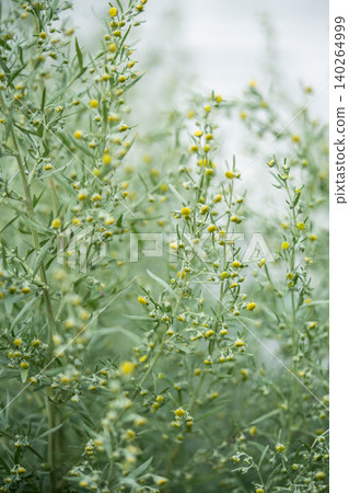 Blooming wild flowering plant Wormwood or Mugwort, species of Artemisia growing in garden. Blooming wild flowering plant Wormwood or Mugwort, species of Artemisia growing in garden. 140264999