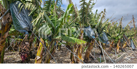 Banana plantation with clusters of ripe bananas and large green leaves, showcasing a banana flower hanging among the trees in a tropical agricultural setting. High quality photo Banana plantation with clusters of ripe bananas and large green leaves, showcasing a banana flower hanging among the trees in a tropical agricultural setting. High quality photo 140265007