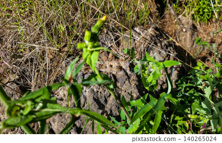 Brown striped lizard resting on a textured rock surrounded by dry grass and green foliage in a natural outdoor setting. High quality photo Brown striped lizard resting on a textured rock surrounded by dry grass and green foliage in a natural outdoor setting. High quality photo 140265024