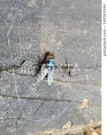 A high angle macro shot of a metallic blue blowfly with iridescent wings and reddish brown eyes resting on a weathered, cracked dark grey wooden surface during a bright sunny day. A high angle macro shot of a metallic blue blowfly with iridescent wings and reddish brown eyes resting on a weathered, cracked dark grey wooden surface during a bright sunny day. 140265044