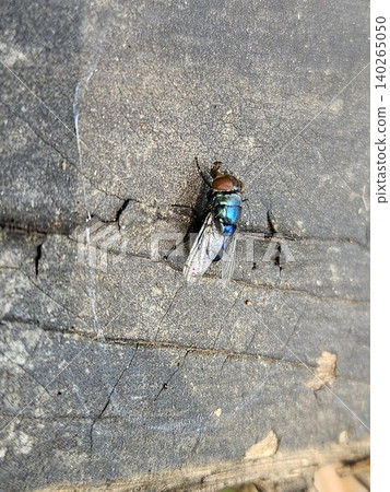 A high angle macro shot of a metallic blue blowfly with iridescent wings and reddish brown eyes resting on a weathered, cracked dark grey wooden surface during a bright sunny day. A high angle macro shot of a metallic blue blowfly with iridescent wings and reddish brown eyes resting on a weathered, cracked dark grey wooden surface during a bright sunny day. 140265050