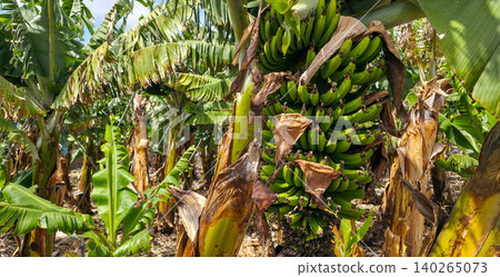 Banana plantation with clusters of ripe bananas and large green leaves, showcasing a banana flower hanging among the trees in a tropical agricultural setting. High quality photo Banana plantation with clusters of ripe bananas and large green leaves, showcasing a banana flower hanging among the trees in a tropical agricultural setting. High quality photo 140265073