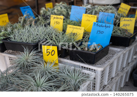 Containers full of various decorative exotic tillandsias with price tags on sale at flower market. 140265075