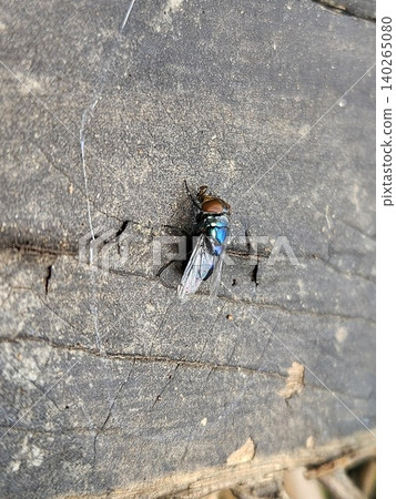 A high angle macro shot of a metallic blue blowfly with iridescent wings and reddish brown eyes resting on a weathered, cracked dark grey wooden surface during a bright sunny day. A high angle macro shot of a metallic blue blowfly with iridescent wings and reddish brown eyes resting on a weathered, cracked dark grey wooden surface during a bright sunny day. 140265080