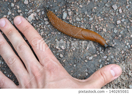 Big Spanish brown slug pest known as Arion vulgaris or Arion lusitanicus crawling on ground. Big Spanish brown slug pest known as Arion vulgaris or Arion lusitanicus crawling on ground. 140265081