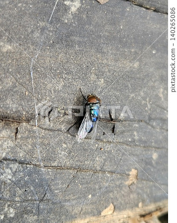 A high angle macro shot of a metallic blue blowfly with iridescent wings and reddish brown eyes resting on a weathered, cracked dark grey wooden surface during a bright sunny day. A high angle macro shot of a metallic blue blowfly with iridescent wings and reddish brown eyes resting on a weathered, cracked dark grey wooden surface during a bright sunny day. 140265086