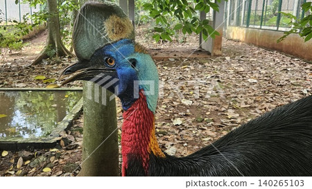 A striking, close-up portrait of a Cassowary shows its vivid blue and red neck and wattle. A striking, close-up portrait of a Cassowary shows its vivid blue and red neck and wattle. 140265103