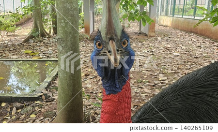 A striking, close-up portrait of a Cassowary shows its vivid blue and red neck and wattle. A striking, close-up portrait of a Cassowary shows its vivid blue and red neck and wattle. 140265109