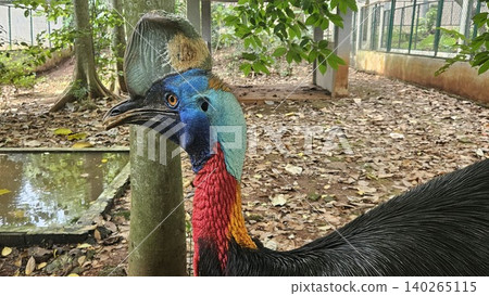 A striking, close-up portrait of a Cassowary shows its vivid blue and red neck and wattle. A striking, close-up portrait of a Cassowary shows its vivid blue and red neck and wattle. 140265115
