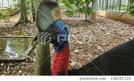 A striking, close-up portrait of a Cassowary shows its vivid blue and red neck and wattle. 140265120