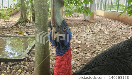 A striking, close-up portrait of a Cassowary shows its vivid blue and red neck and wattle. 140265128