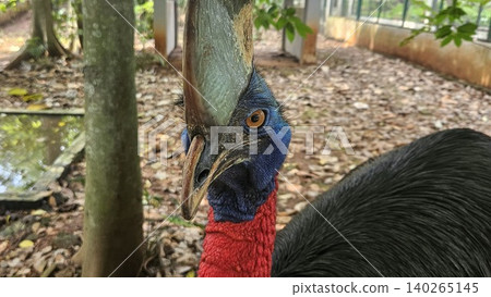 A striking, close-up portrait of a Cassowary shows its vivid blue and red neck and wattle. A striking, close-up portrait of a Cassowary shows its vivid blue and red neck and wattle. 140265145