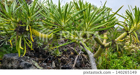 Unique succulent plant with elongated green stems and spiky leaves among rocky volcanic terrain . High quality photo Unique succulent plant with elongated green stems and spiky leaves among rocky volcanic terrain . High quality photo 140265149