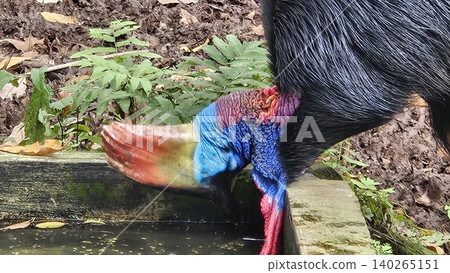 A striking, close-up portrait of a Cassowary shows its vivid blue and red neck and wattle. 140265151