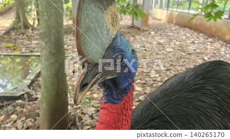 A striking, close-up portrait of a Cassowary shows its vivid blue and red neck and wattle. A striking, close-up portrait of a Cassowary shows its vivid blue and red neck and wattle. 140265170