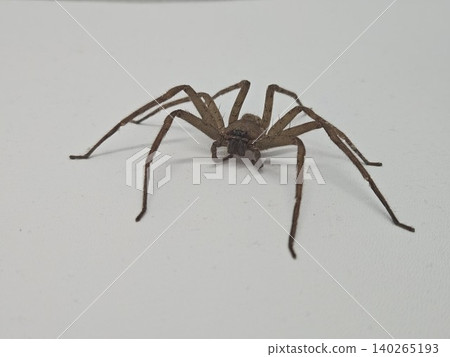 This is spider on white background This is spider on white background 140265193