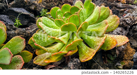 Close-up of vibrant green succulent plants with red-tipped leaves growing on rocky volcanic soil, showcasing natural textures and water droplets on foliage. High quality photo Close-up of vibrant green succulent plants with red-tipped leaves growing on rocky volcanic soil, showcasing natural textures and water droplets on foliage. High quality photo 140265226