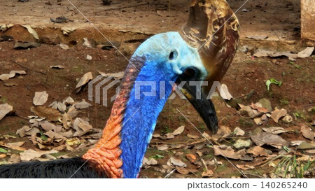 A striking, close-up portrait of a Cassowary shows its vivid blue and red neck and wattle. A striking, close-up portrait of a Cassowary shows its vivid blue and red neck and wattle. 140265240