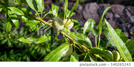 Green almond fruits growing on a branch surrounded by lush green leaves in a natural outdoor setting under bright sunlight. High quality photo Green almond fruits growing on a branch surrounded by lush green leaves in a natural outdoor setting under bright sunlight. High quality photo 140265243
